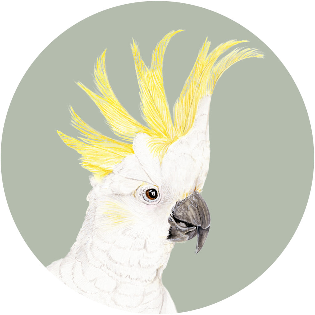Connie the Cockatoo