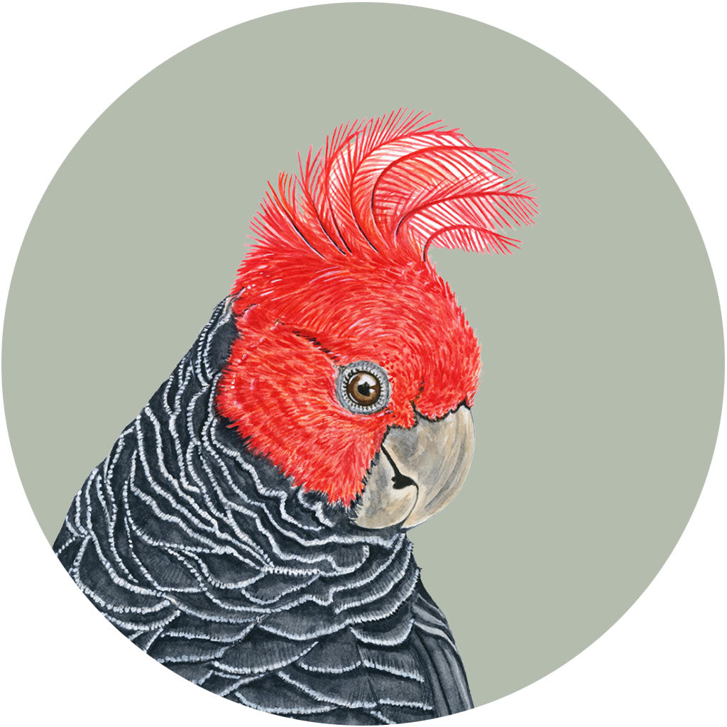 Gi Gi the Gang Gang Cockatoo