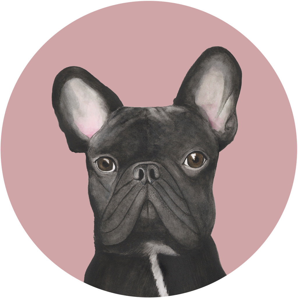 Gilbert the French Bulldog