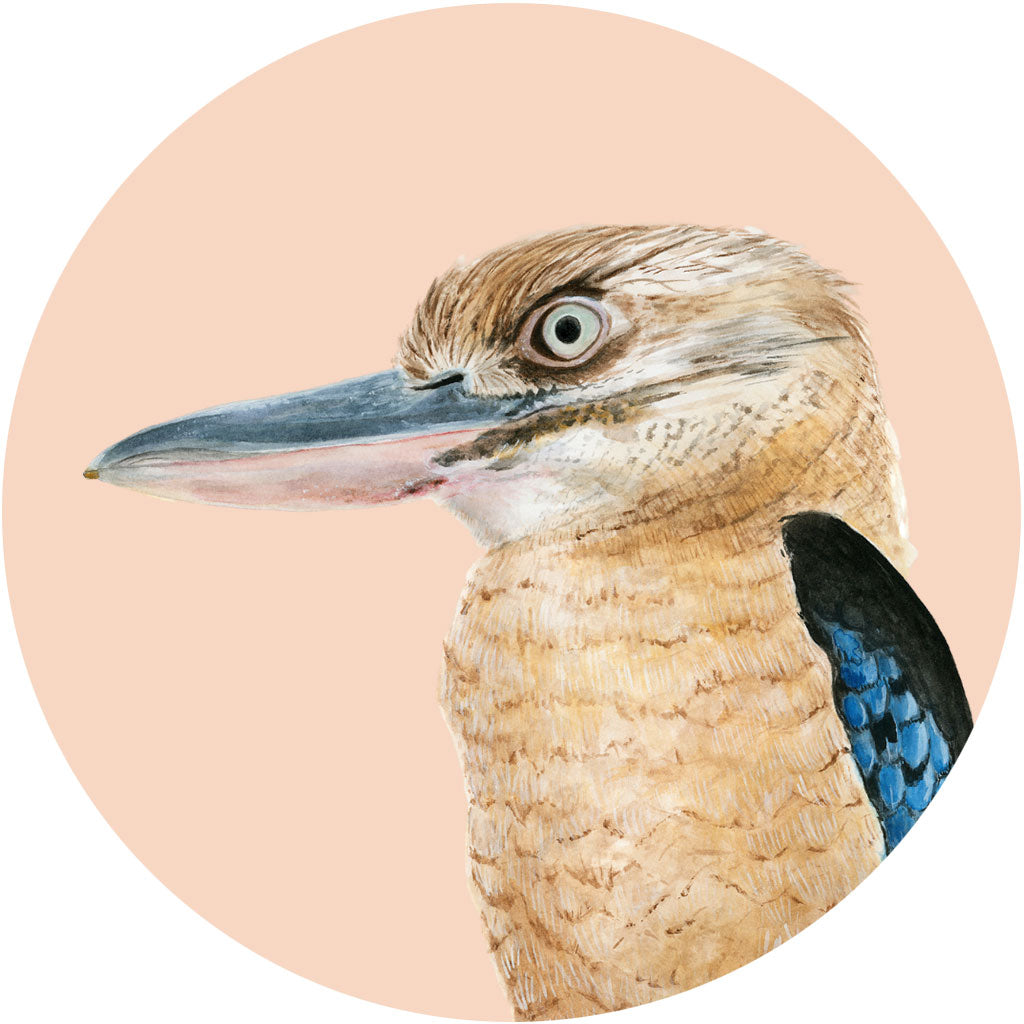 Kenny the Kookaburra