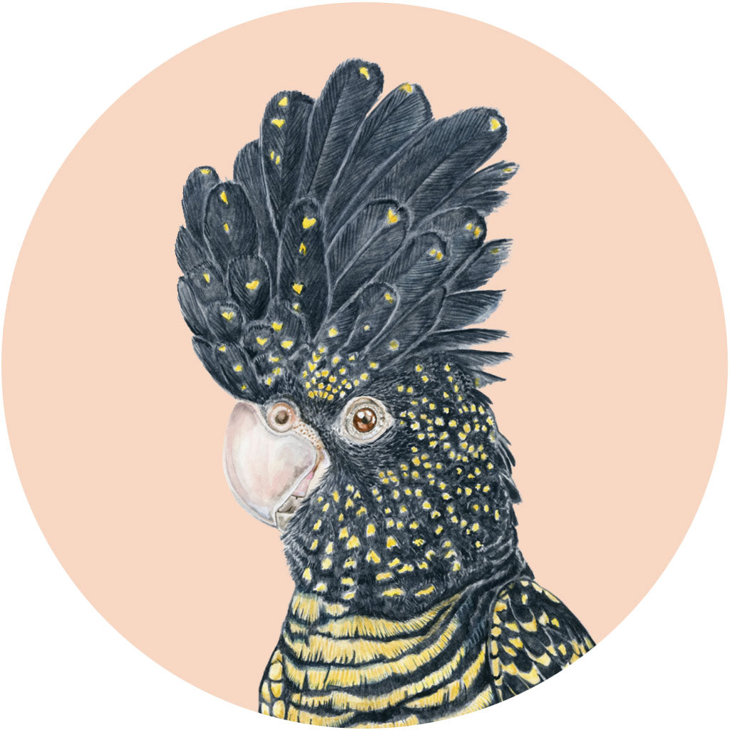 Lily the Red-Tailed Black Cockatoo