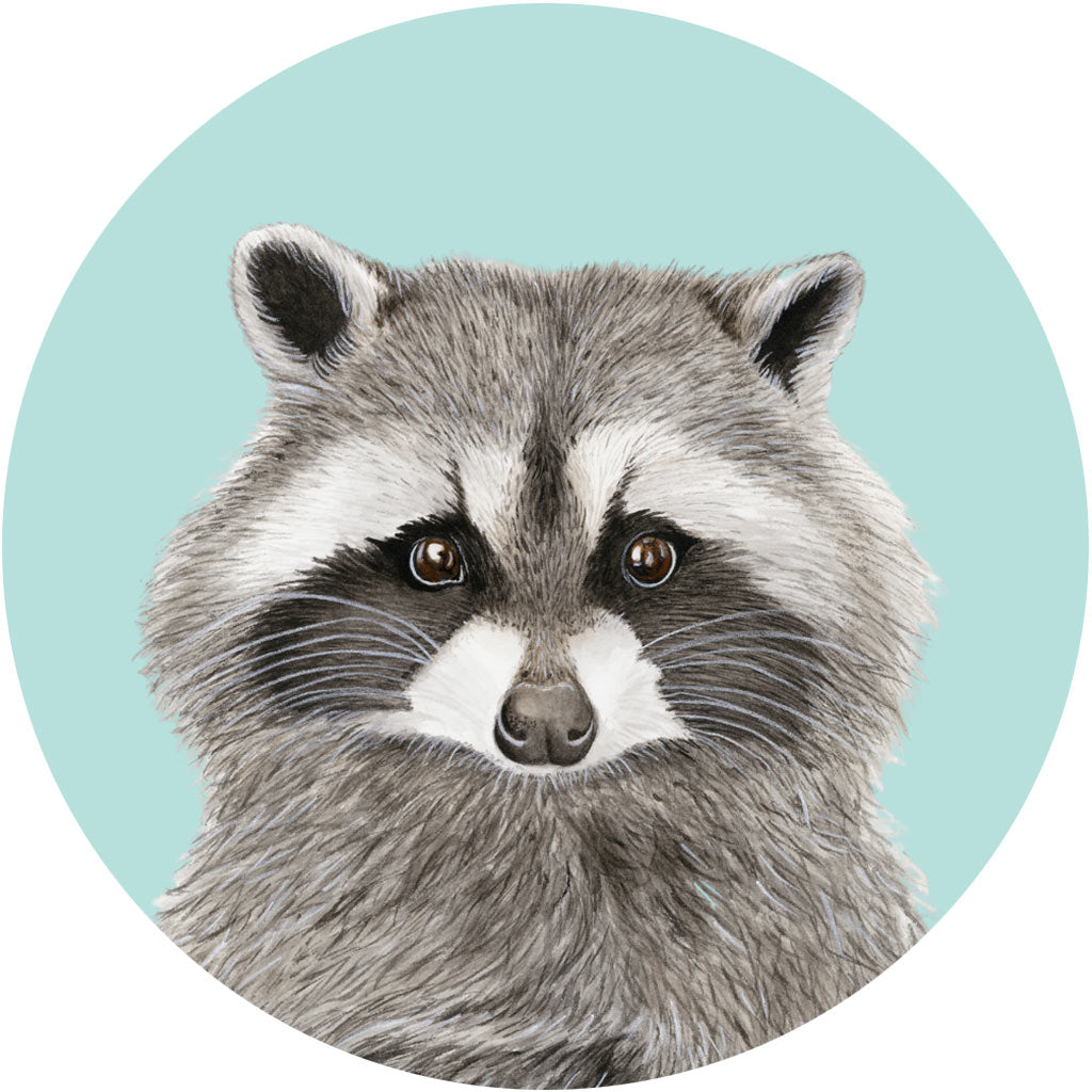 Rocco the Raccoon