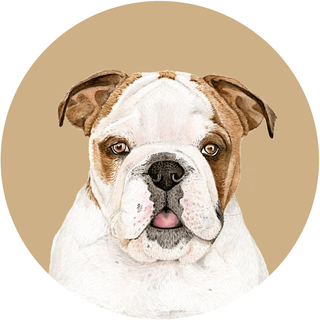 Tank the English Bulldog