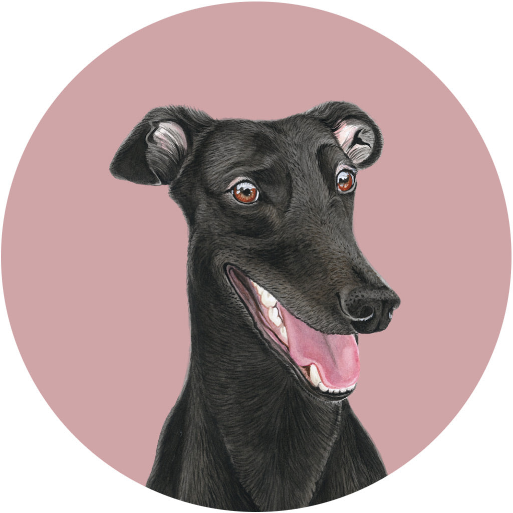 Lil the Greyhound