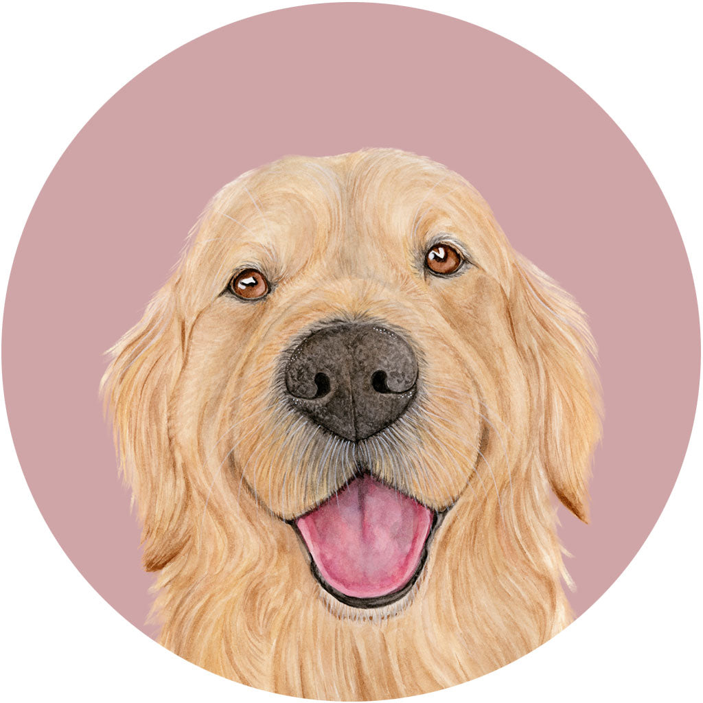 Sid the Golden Retriever