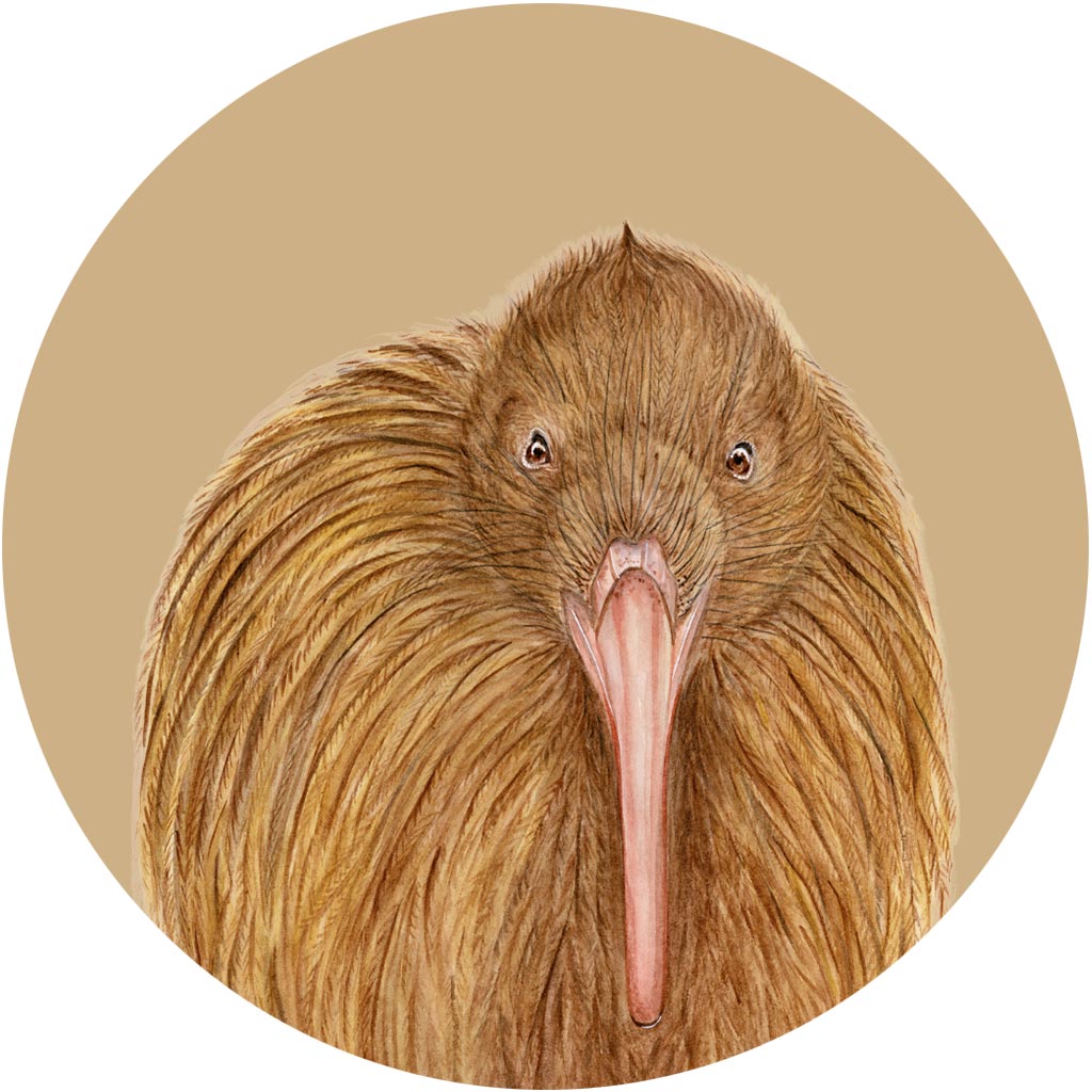 Kiki the Kiwi