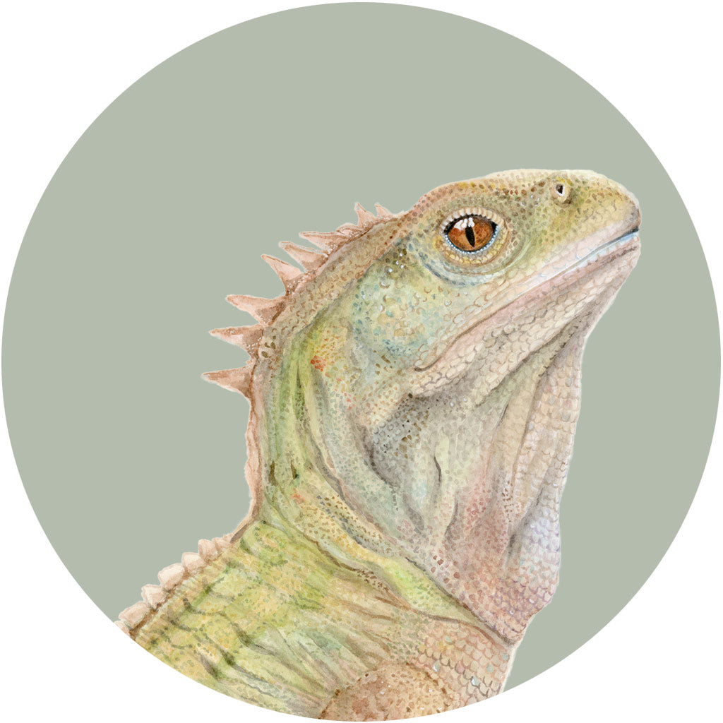 Triton the Tuatara