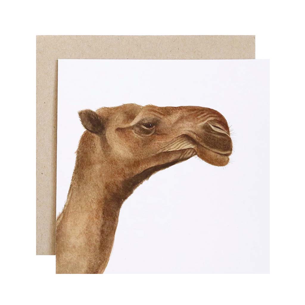 Square white greeting card with camel watercolour illustration and recycled kraft envelope