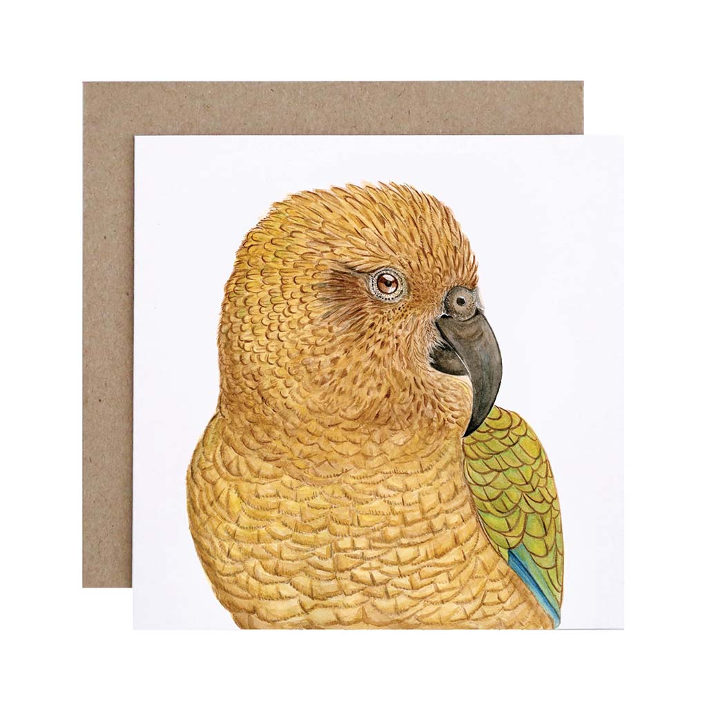 Square white greeting card with kea parrot watercolour illustration and recycled kraft envelope