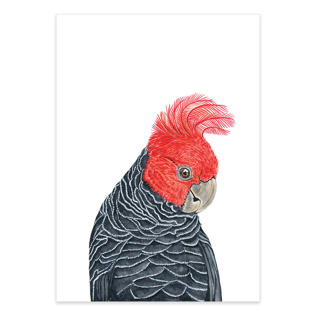gang gang cockatoo watercolour artwork print
