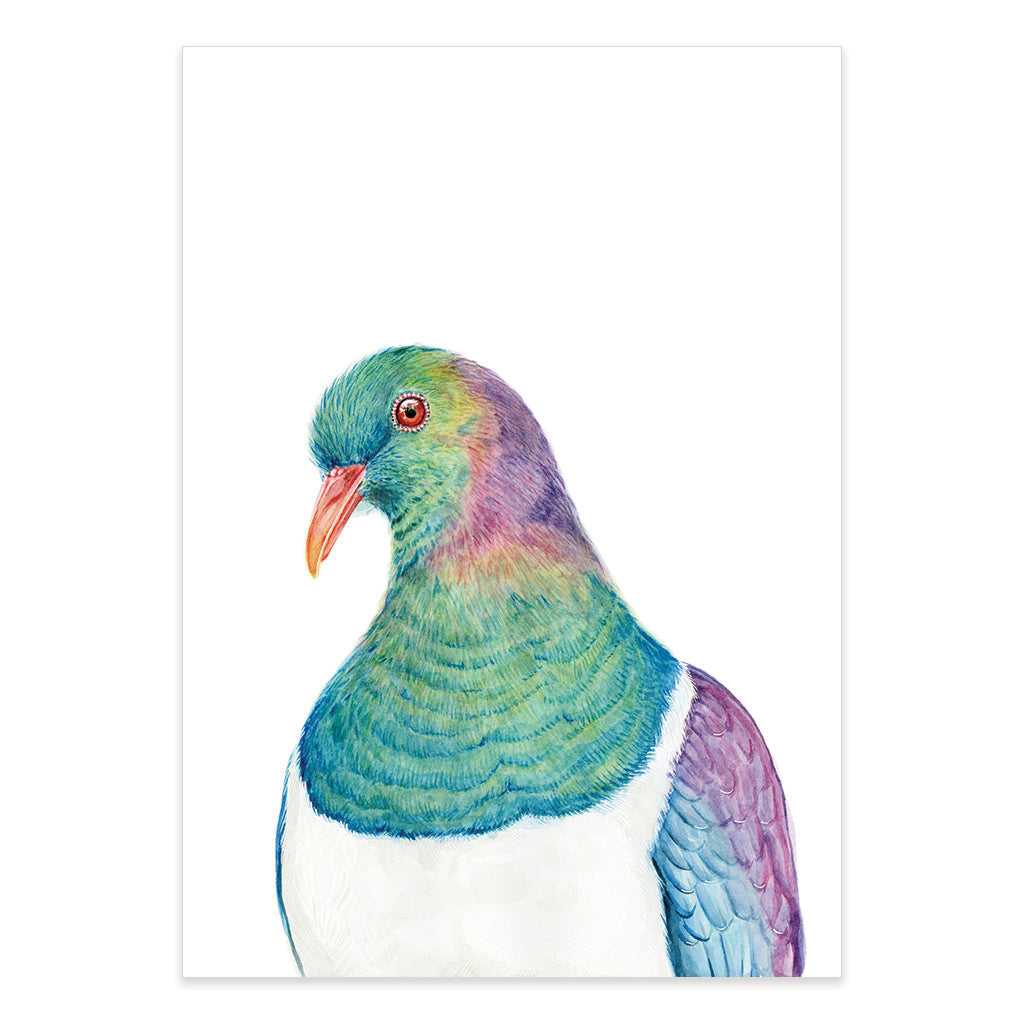 new zealand kereru bird water colour artwork print