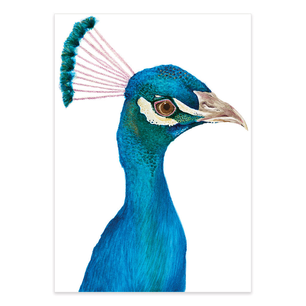 peacock watercolour artwork print