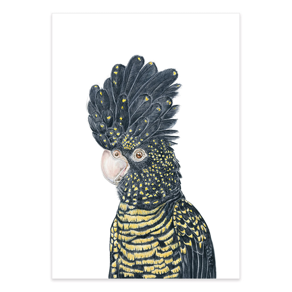 red tailed black cockatoo watercolour artwork print